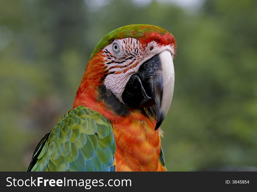 Colorful exotic Parrots in full beauty. Colorful exotic Parrots in full beauty