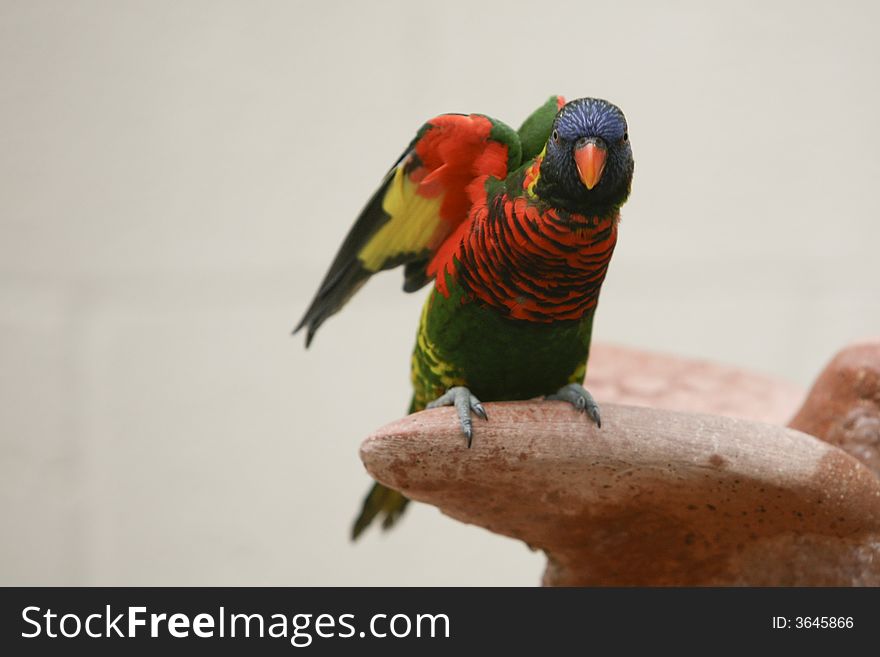 Colorful exotic Parrots in full beauty
