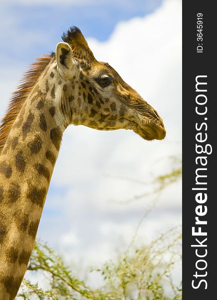 A view of a Giraffe on the maasai mara game reserve.