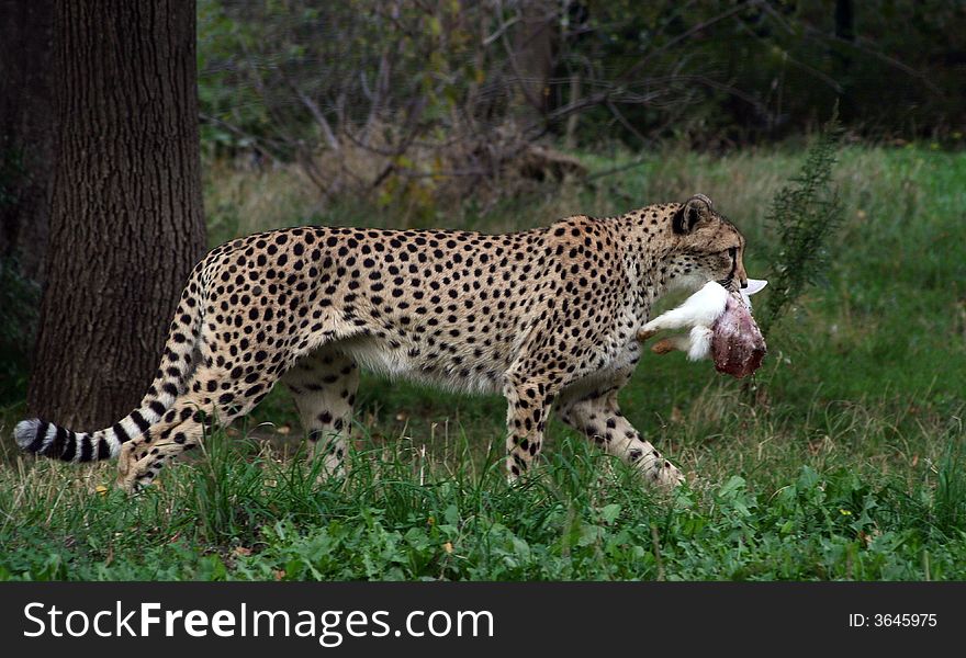 Cheetah saves his prey from the others. Cheetah saves his prey from the others