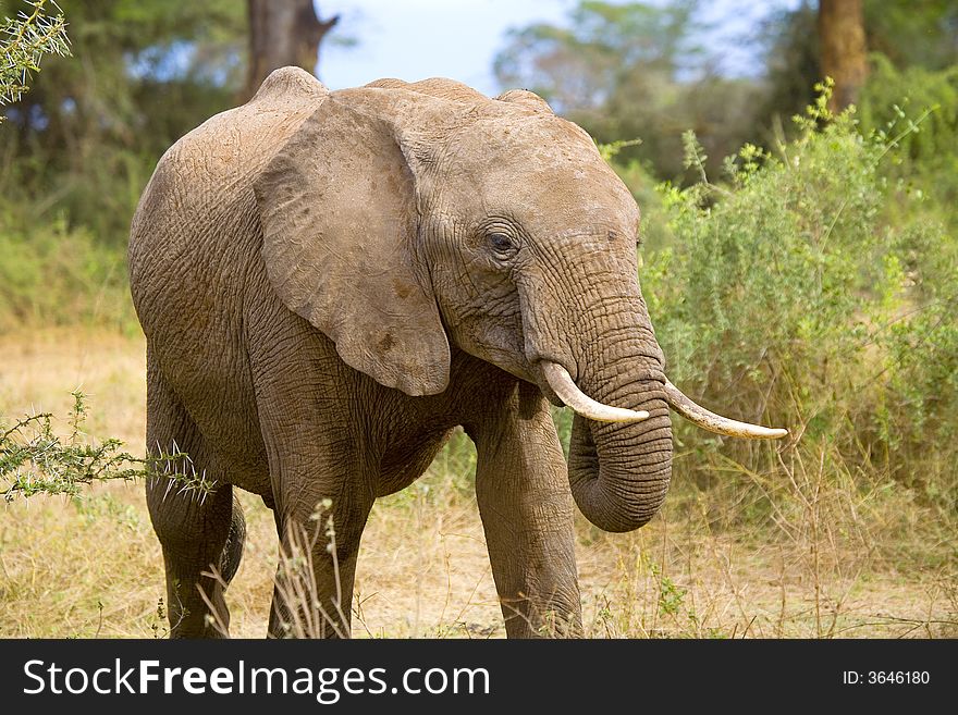 An african elephant on the maasai mara game reserve in Kenya.