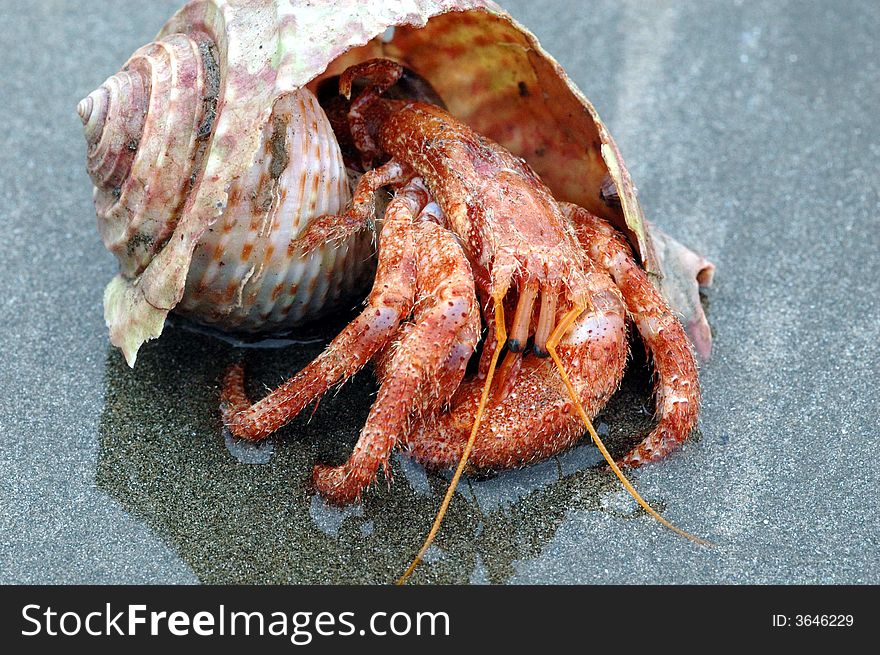 Soldier Crabs On The Beach