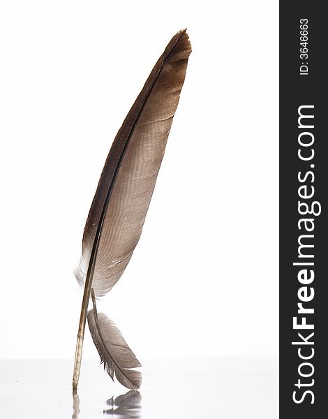Feather on a white background