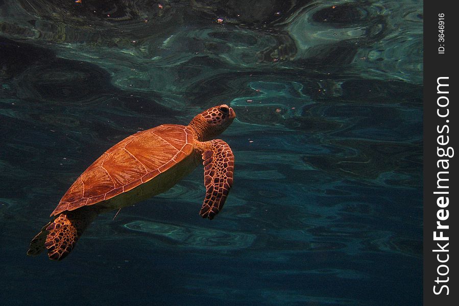 Turtle swimming to the surface