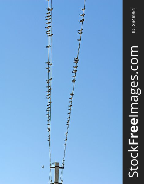 Birds on a background of the sky