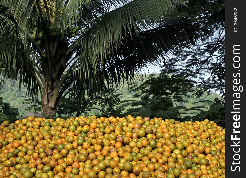 Big pile of oranges in lao asia