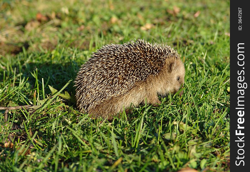 A young hedgehog searching for food. A young hedgehog searching for food.