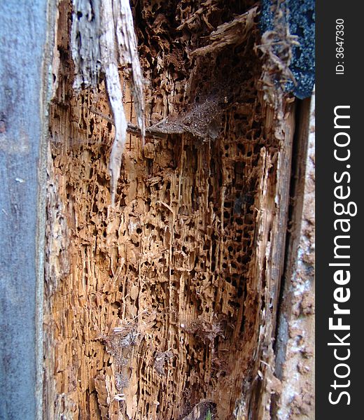 A piece of wood destroyed by insects. A piece of wood destroyed by insects.