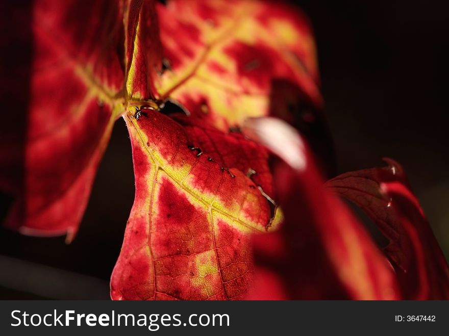 Autumn Leaves of Grapevine - Detail on dark background. Autumn Leaves of Grapevine - Detail on dark background