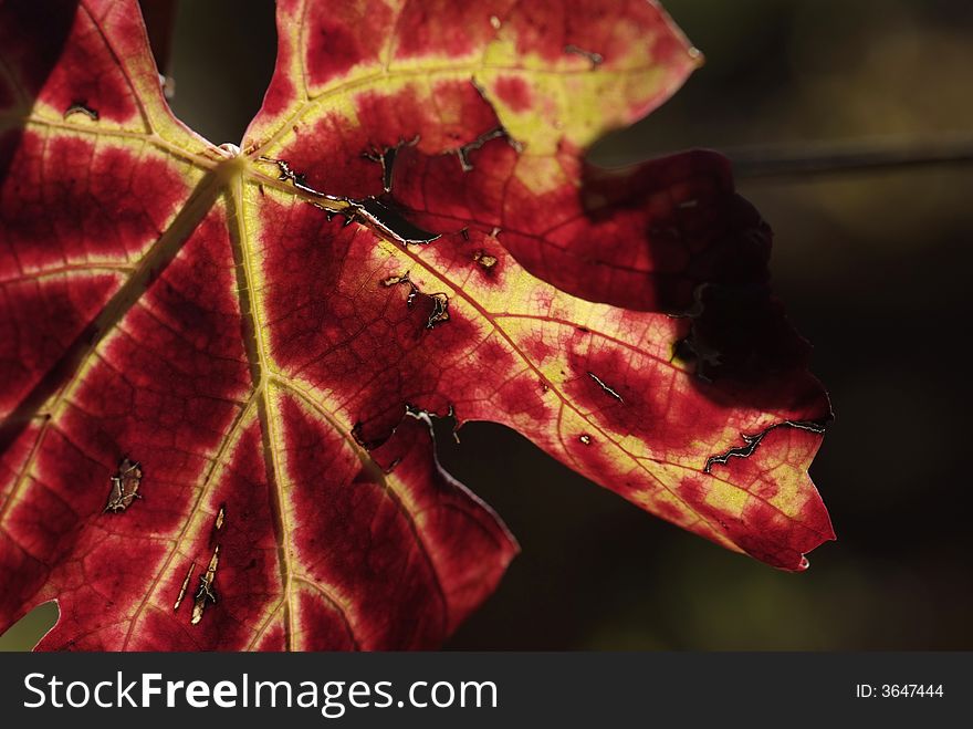 Autumn Leaves of Grapevine - Detail on dark background. Autumn Leaves of Grapevine - Detail on dark background