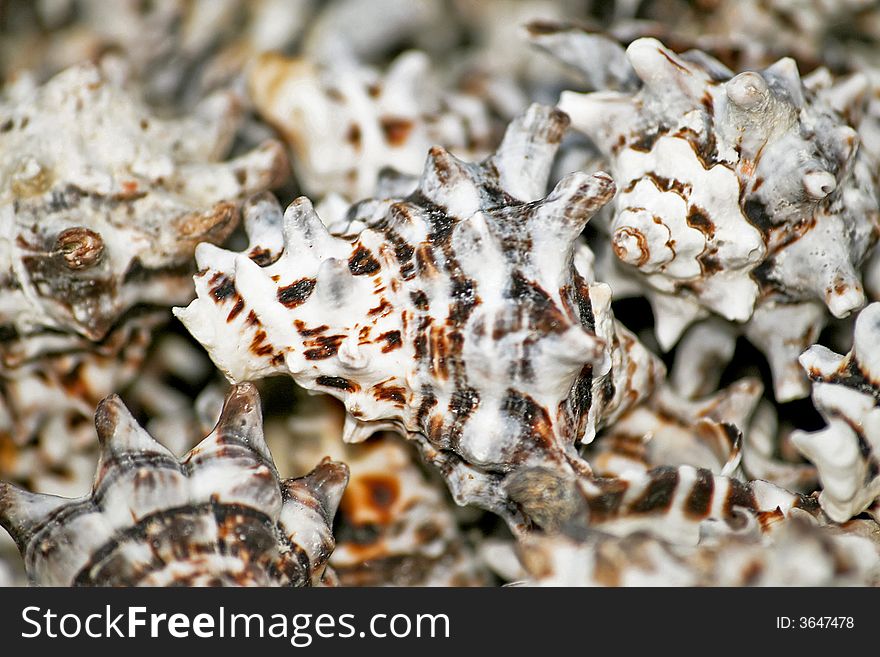 Bunch of small sea shells for decoration. Bunch of small sea shells for decoration