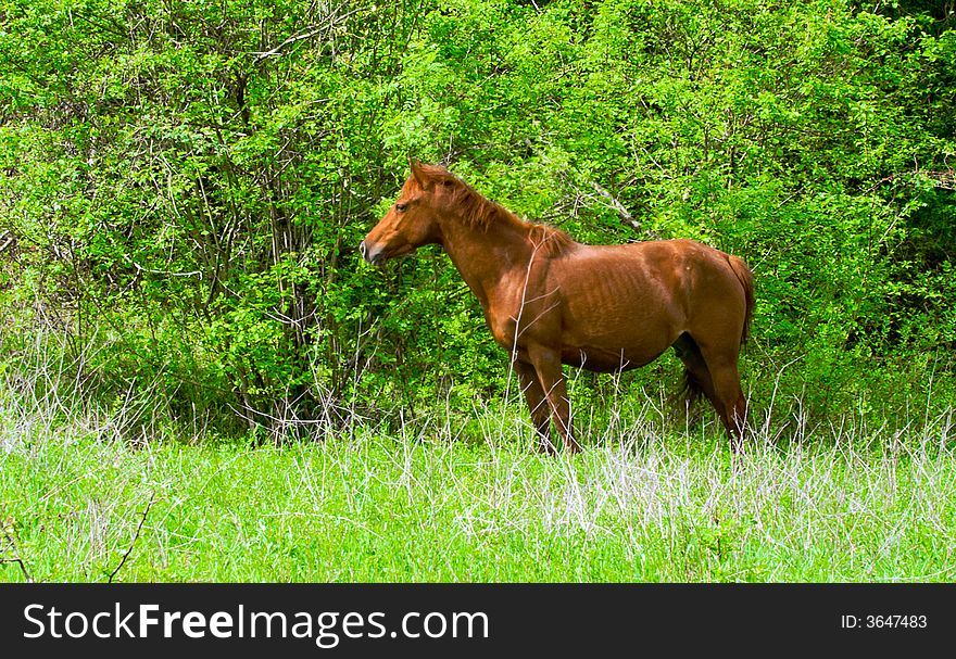 Stallion On A Woodside