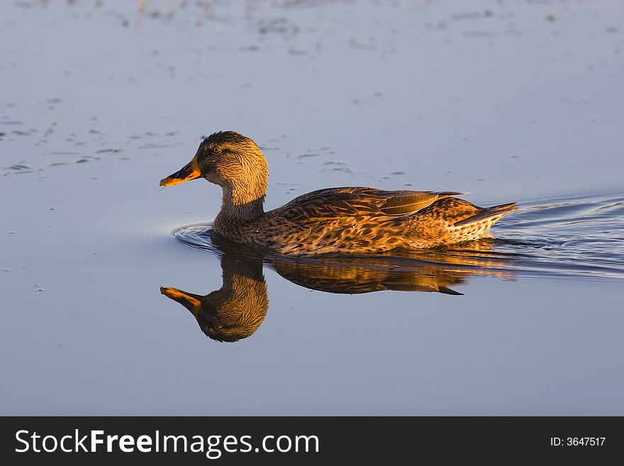 A yellow-billed Duck swimming on still water with reflection