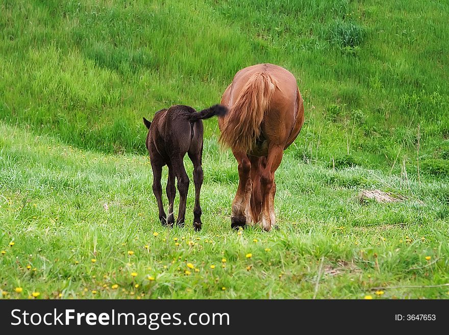 The big and small horse are grazed on a meadow. The big and small horse are grazed on a meadow