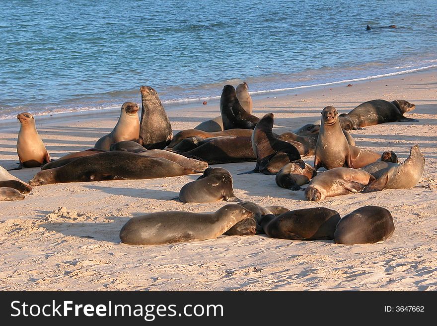 Seals basking in the last warmth of the evening sunlight on a beach in the Galapagos islands. Seals basking in the last warmth of the evening sunlight on a beach in the Galapagos islands.