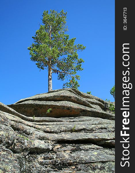 Lonely pine on a rock on a background of the sky