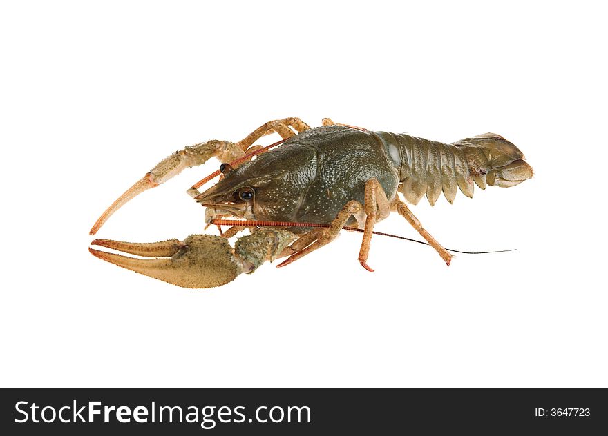 Alive crayfish poses in front of the chamber. Alive crayfish poses in front of the chamber