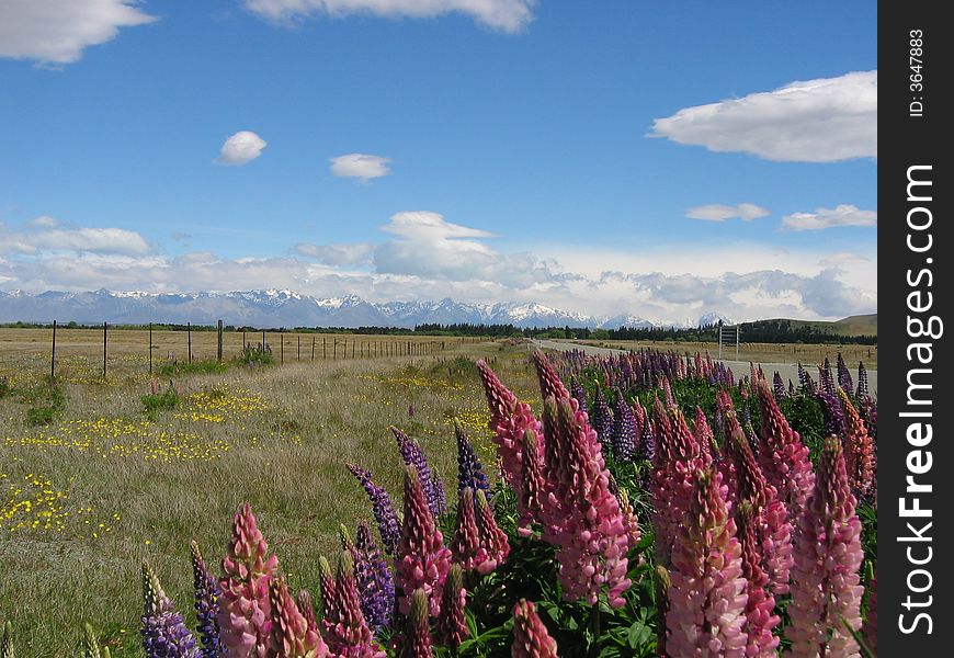 Lovely lupines in New Zealand