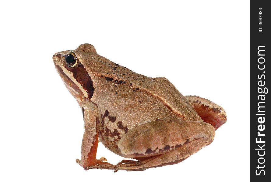 Big brown frog move forward
