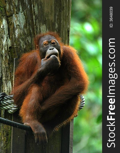 Rehabilitated Orangutan cleaning teeth in the Bornean rainforest.