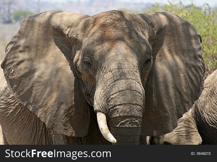 Elephant at Tarangire National Park, Tanzania. Elephant at Tarangire National Park, Tanzania