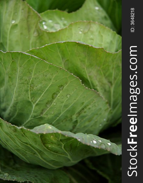 Deep green cabbage leaf after rain