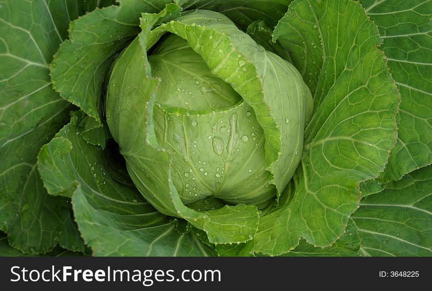 Deep green cabbage leaf after rain