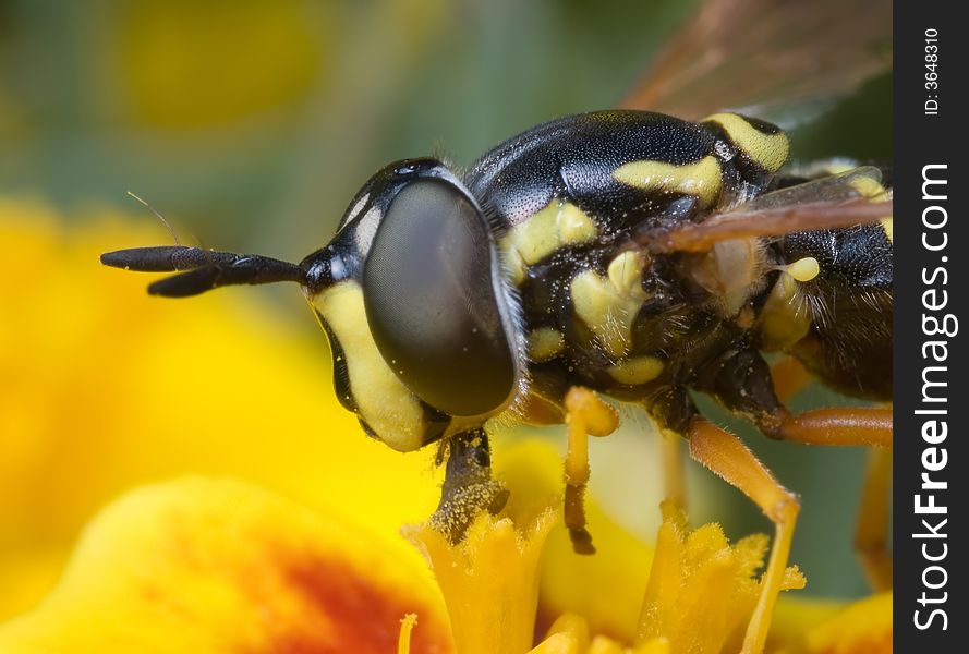 Yellow fly with big eyes and black armour