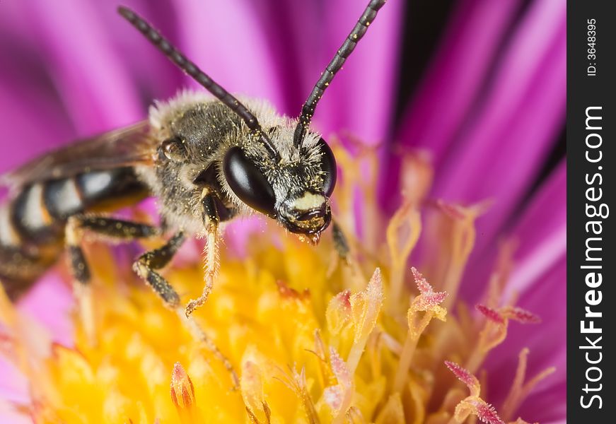 Bee on the purple-yellow flower