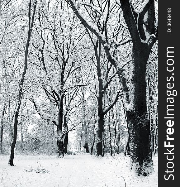An image of cover of snow in a forest. An image of cover of snow in a forest