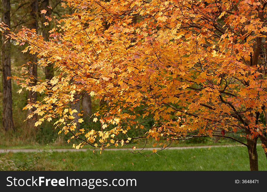 Yellow leaves on a tree in an autumn setting showing fall colors