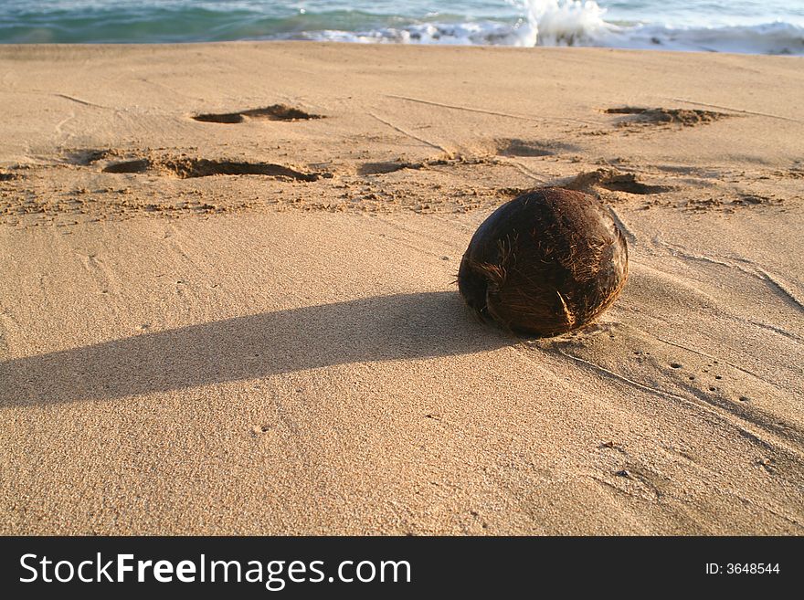 A fallen coconut lays silently on the beach. A fallen coconut lays silently on the beach.