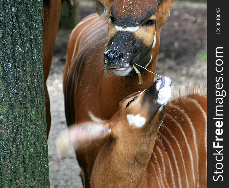 Mother and child antelope