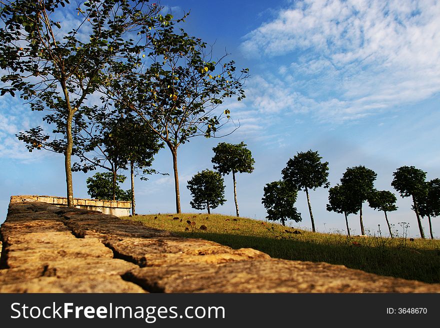 A row of trees on a slope under a blue sky.