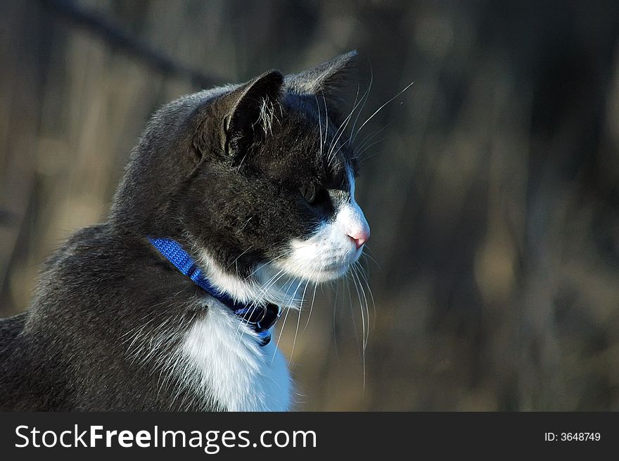 Domestic short-hair cat playing in the woods. Domestic short-hair cat playing in the woods.