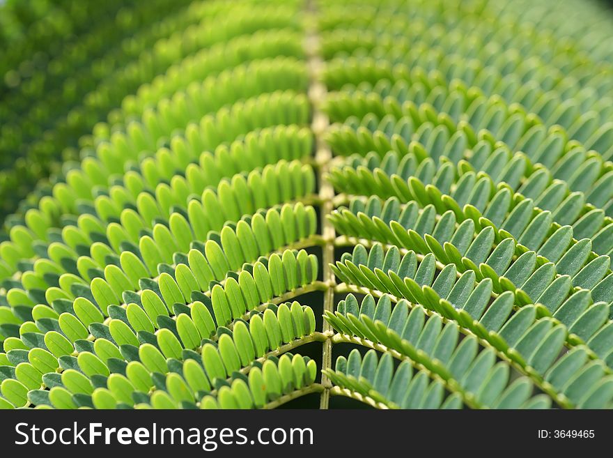Close-up of the green leafs of fern branch.