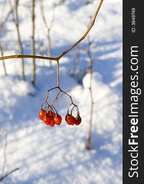 Red berries in the winter