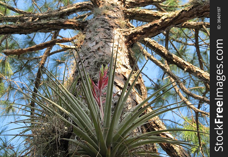A Bromeliad growing in a Slash Pine. A Bromeliad growing in a Slash Pine