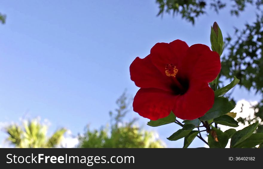 Chinese rose flower against blue sky