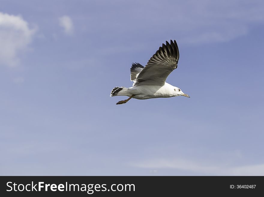 Seagulls flying with the wind, the sky clear. Seagulls flying with the wind, the sky clear.