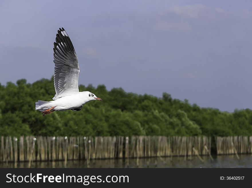 Wings flying along the mangrove shoreline. Wings flying along the mangrove shoreline.