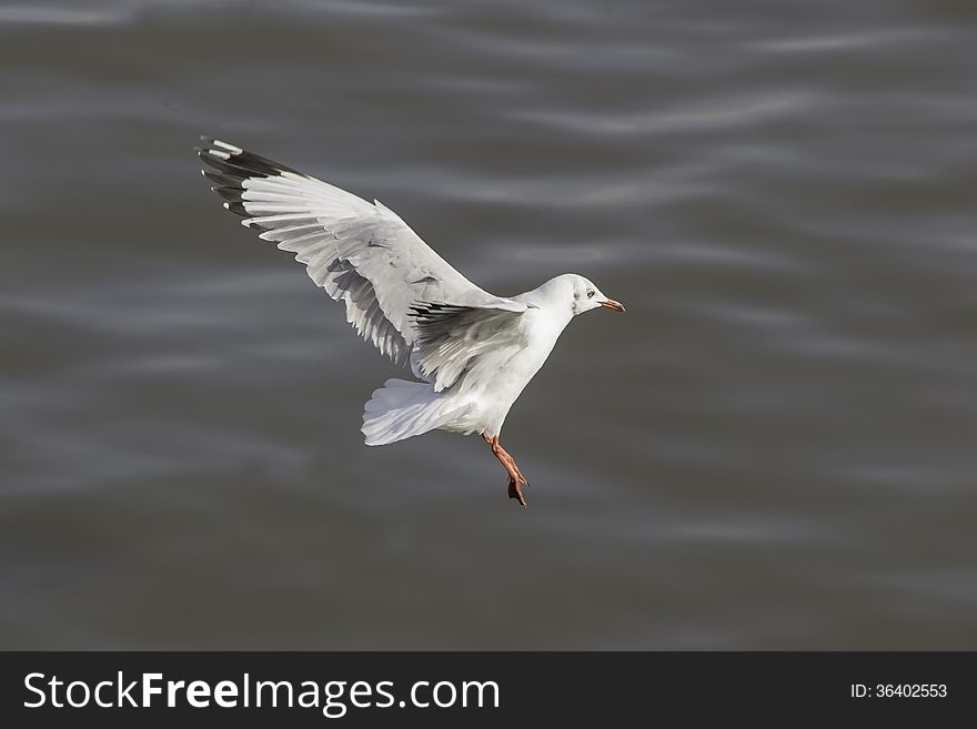 Wings swooped in preparation for landing.