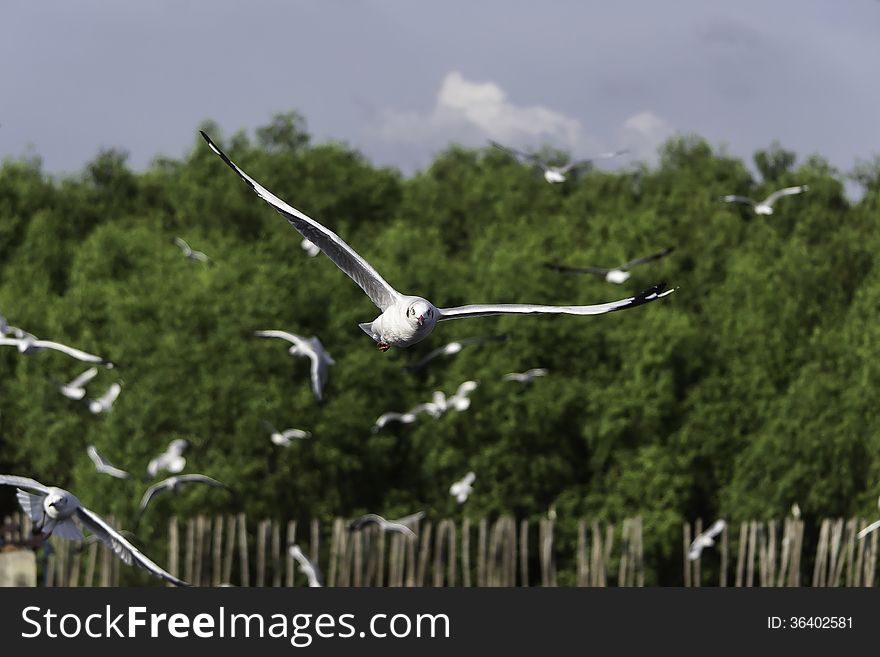 Wings flying in a single individual.