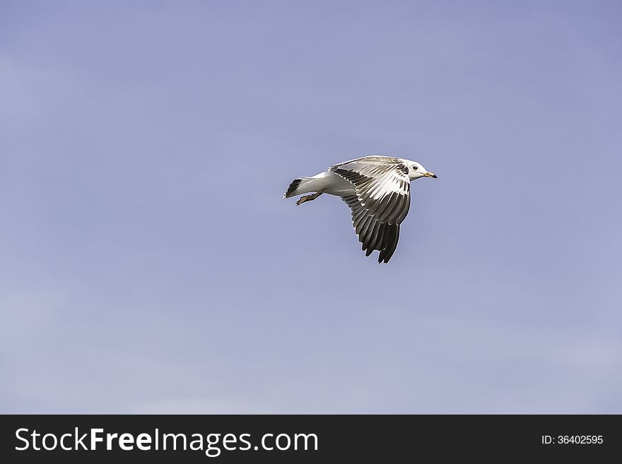 Little seagulls hover in midair. Little seagulls hover in midair.