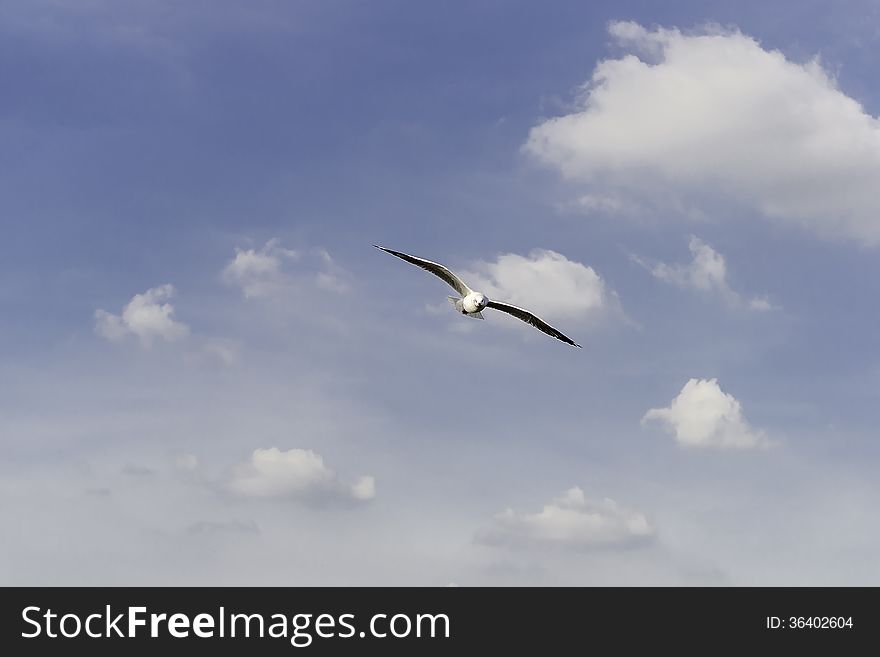 Gull wing flying to the wind. Gull wing flying to the wind.