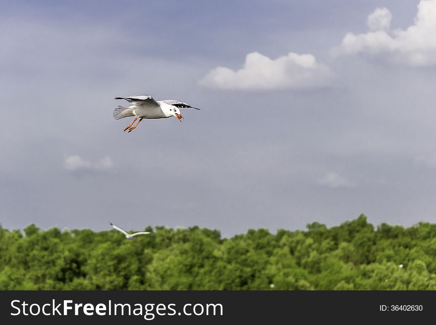 Seagulls flying lessons and clear skies. Seagulls flying lessons and clear skies.