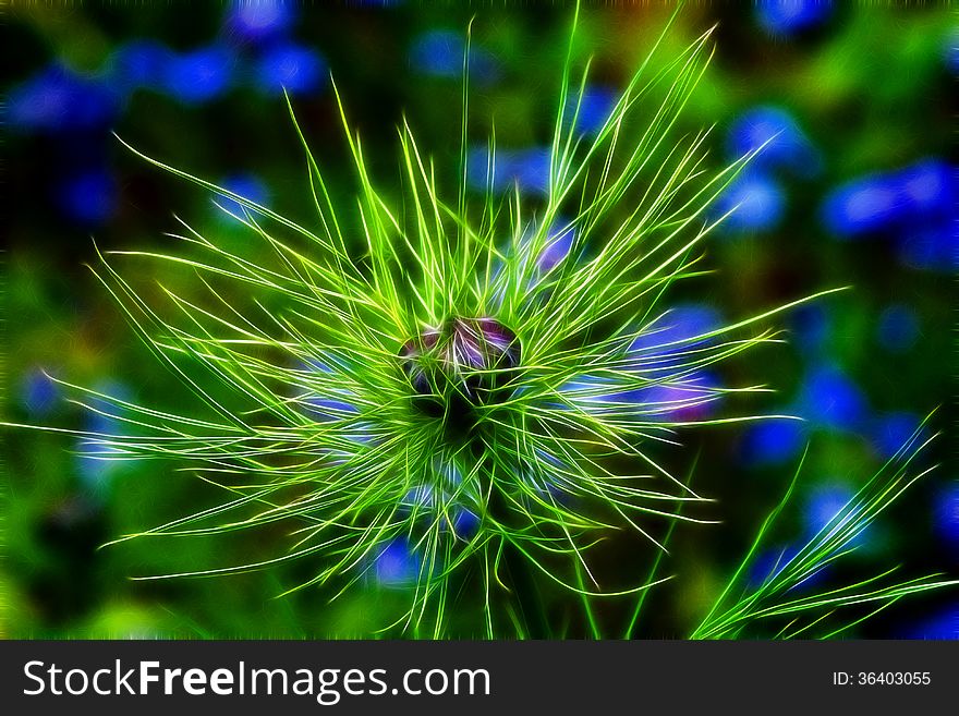 Wild Love-In-The-Mist