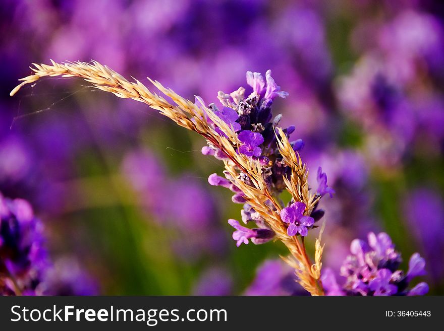 Grasses tangled up in the lavender early morning. Grasses tangled up in the lavender early morning.