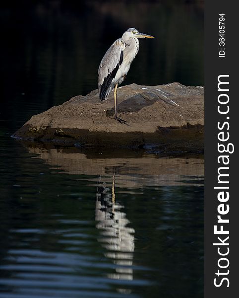 Great Grey Heron standing on a river with reflections. Scientific name -Ardea Cinera. Great Grey Heron standing on a river with reflections. Scientific name -Ardea Cinera