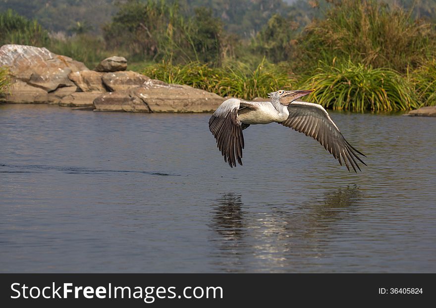 Pelican feathers are active in the early morning. Pelican feathers are active in the early morning.